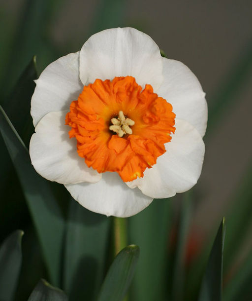 НАРЦИСС Белла Виста Разбор 12/14 Кол-во 
 упак., шт 5