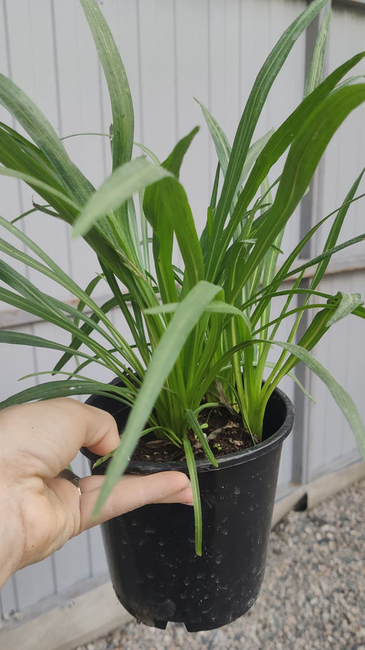 Лиатрис колосковидный (Spicata)