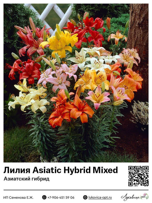 Лилия Asiatic Hybrid Mixed (Азиатский гибрид)