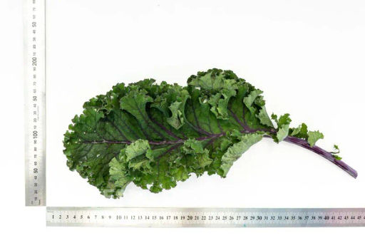 Капуста листовая кудрявая Скарлет - Партнер фото 5