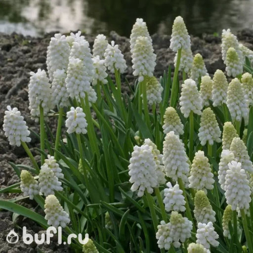 Мускари aucheri White Magic (10 луковиц)