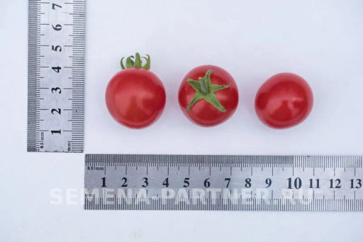 Томат Каменный Цветок F1 - Партнер фото 6