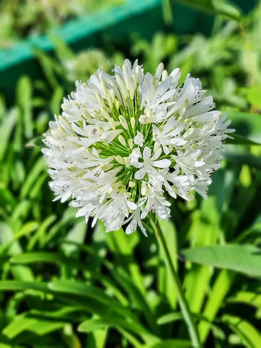 Агапантус Albus (Африканский) - Голландские луковицы фото 4