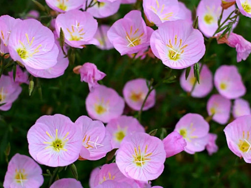 Энотера розова - Долина роз фото 4