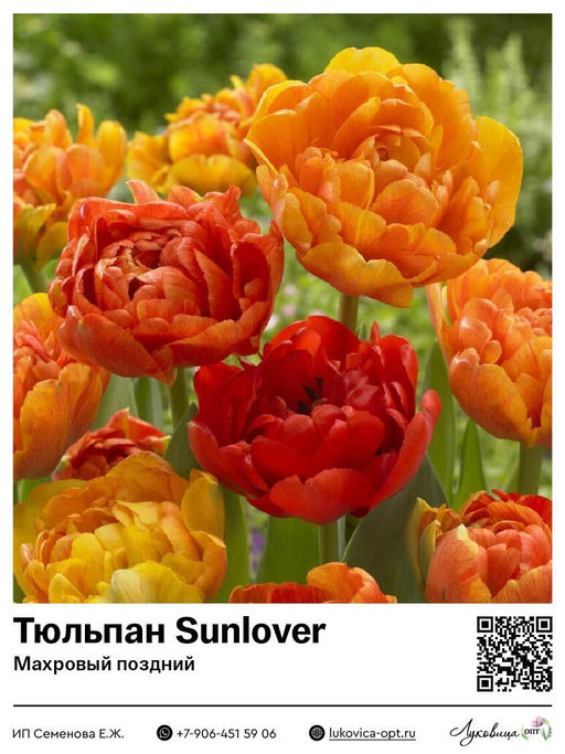 Тюльпан Sunlover (Махровый поздний)