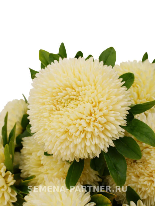 Астра китайская Остановись Мгновение - Партнер фото 3