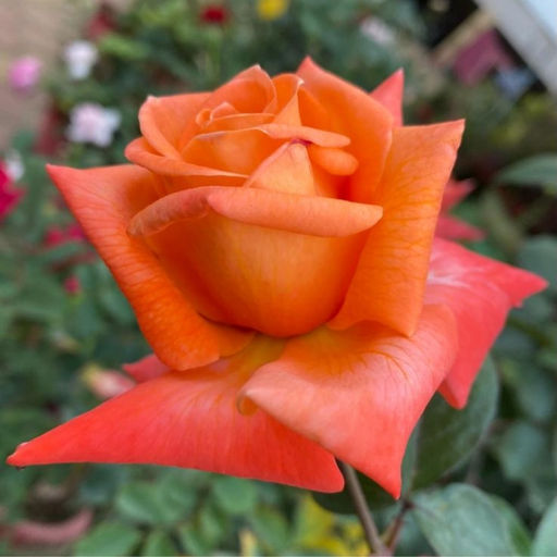 Роза Мираж - Долина роз фото 2