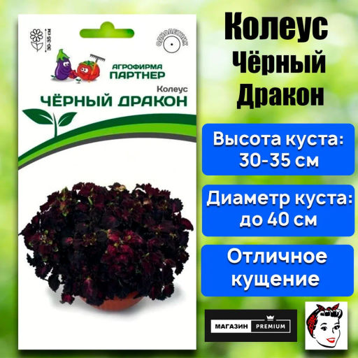 Колеус шлемниковидный Чёрный Дракон - Партнер фото 2