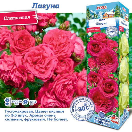 Роза Лагуна (Плетистая) 1шт