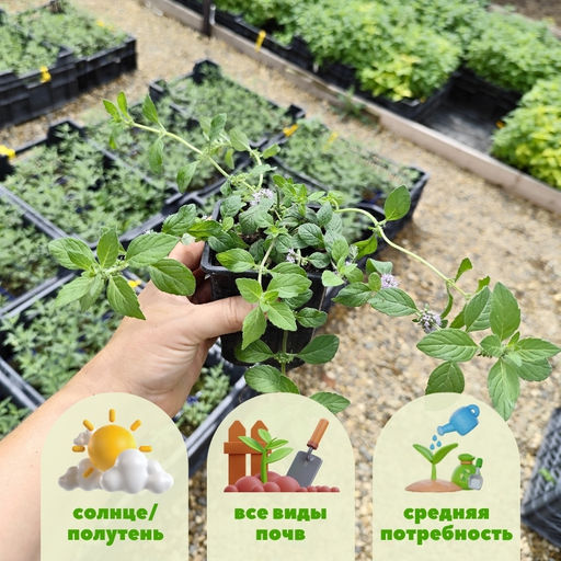 Мята Банановая - Долина роз фото 2