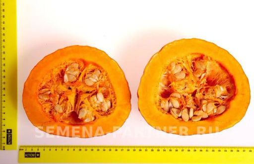 Тыква Учики Кури - Партнер фото 4