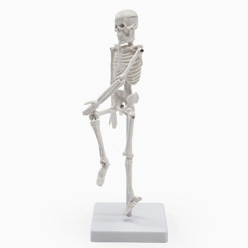 Анатомическая модель «Макет скелета взрослого человека», 22 см