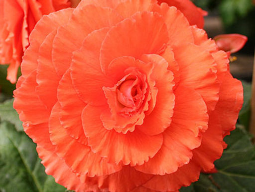 Бегония махровая оранжевая (Double Orange) - Долина роз фото 2
