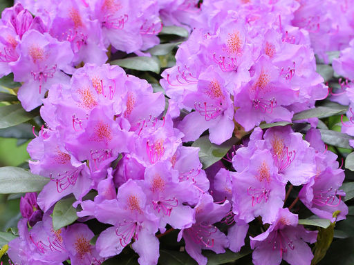 Рододендрон Катевбинский Грандифлорум - Долина роз фото 7