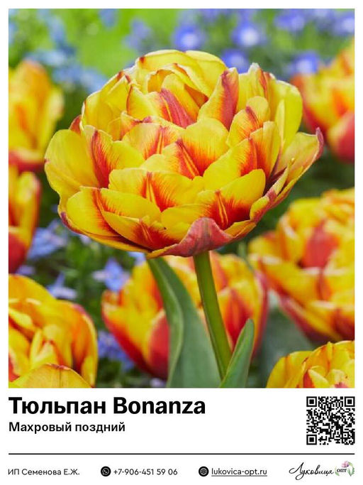 Тюльпан Bonanza (Махровый поздний)