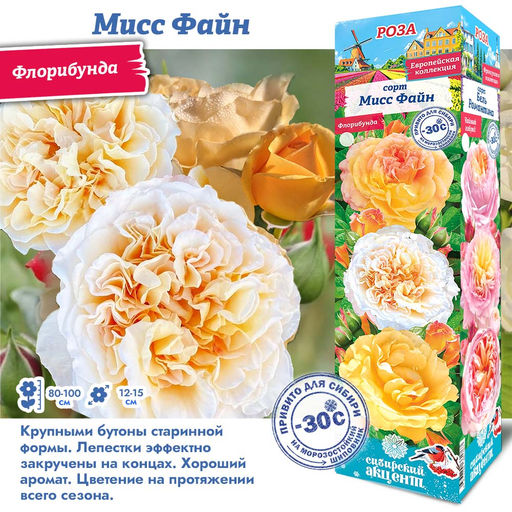 Роза Мисс Файн (Флорибунда) 1шт