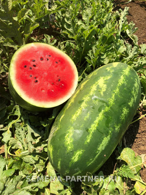 Арбуз Байсан - Партнер фото 2