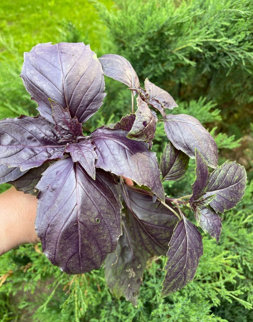 Базилик АРОМАТНЫЙ ГУЛЯШ  Пряный, густой аромат идеален для мясных блюд, особенно гуляша! Подходит для сушки, заморозки и при консервировании!