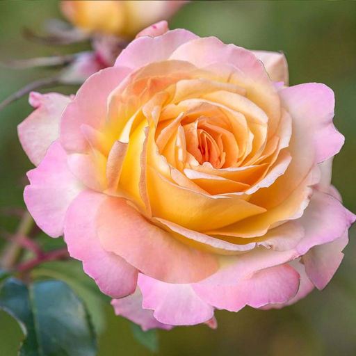 Роза Твин Пич (Чайно-гибридная) 1шт