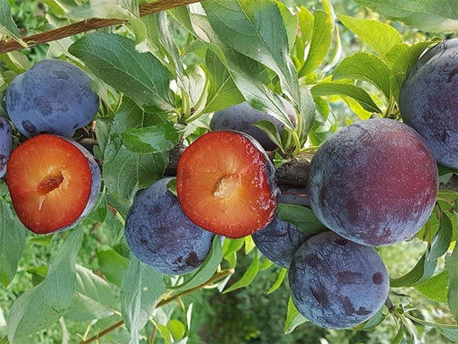 Слива Анжелина - Долина роз фото 3