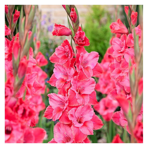 ГЛАДИОЛУС Титаник Разбор 10/12 Кол-во упак., шт 8