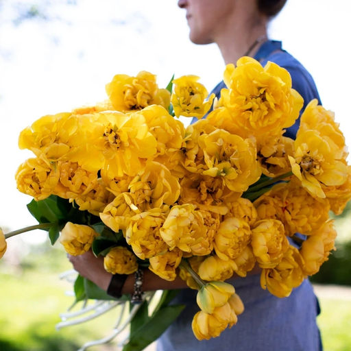 Тюльпан Еллоу Помпонет