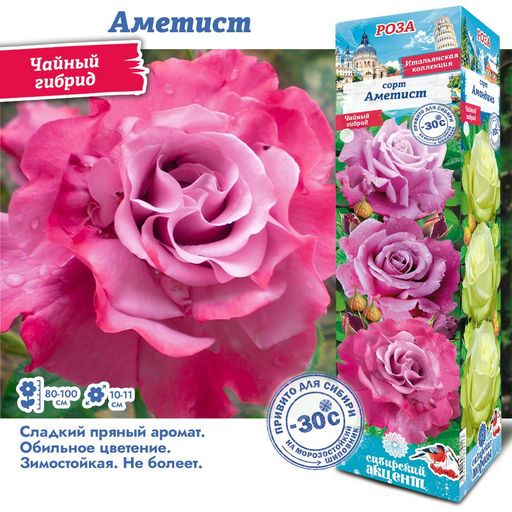 Роза Аметист (Чайно-гибридная) 1шт