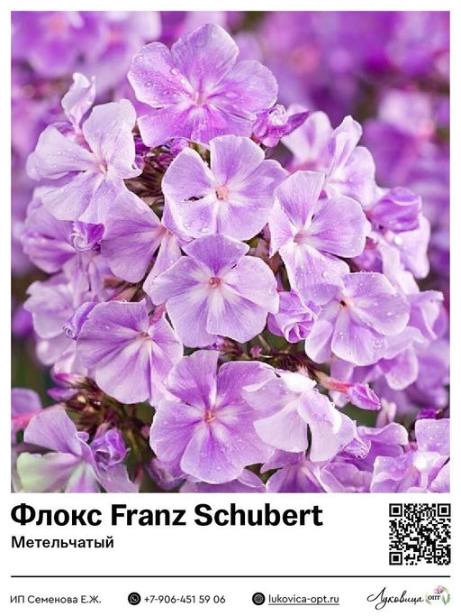 Флокс Franz Schubert (Метельчатый)