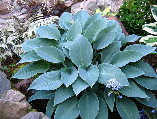 Хоста Halcyon (Халцион) - Долина роз фото 2