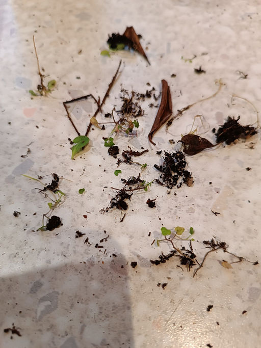 Рододендрон Хеллики - Долина роз фото 8