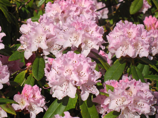 Рододендрон Cheer (Чир) - Долина роз фото 11