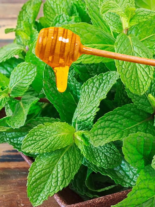 Мята Медовая С1,5