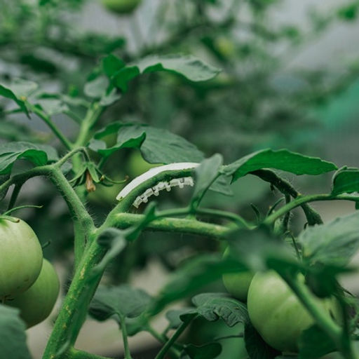 Кистедержатель для растений Улитка пластик. 4см (50шт.) - Спарк фото 2