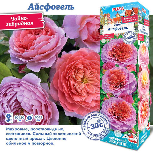 Роза Айсфогель (Чайно-гибридная) 1шт