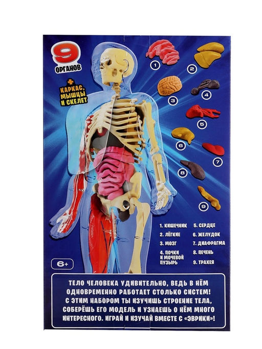Набор для опытов по анатомии Строение тела, светится в темноте, с мягкими органами - Эврики фото 10