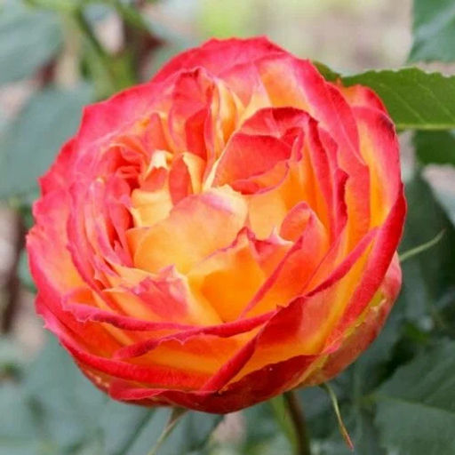 R122 ВУЛКАНИКА