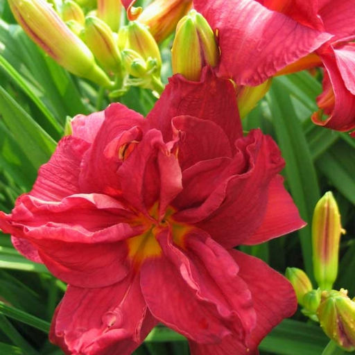 Лилейник Дабл Файркрэкер