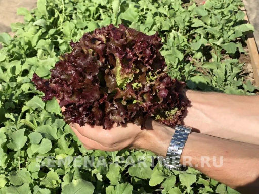 Салат листовой Лолло росса - Партнер фото 4