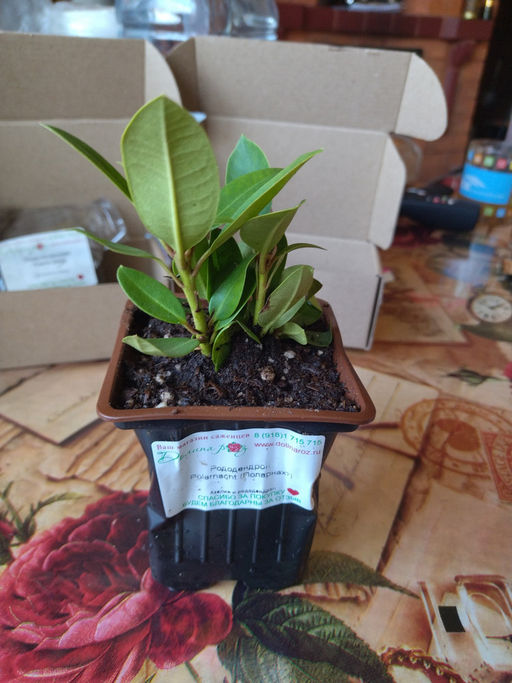 Рододендрон Поларнахт