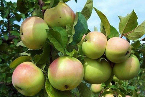 Яблоня Кутузовец (зимняя)