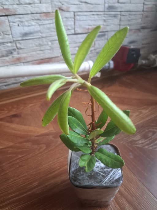 Рододендрон Фантастика