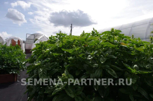 Базилик Мариан - Партнер фото 6