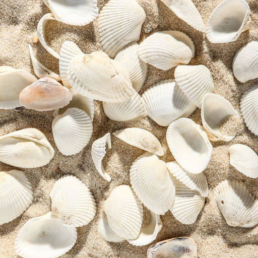 Набор ракушек, 2 - 3.5 см, 100 г