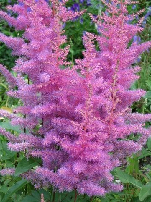 Астильба Арендса Аметист 2 года ЗКС тара 2л - Наша дача фото 3