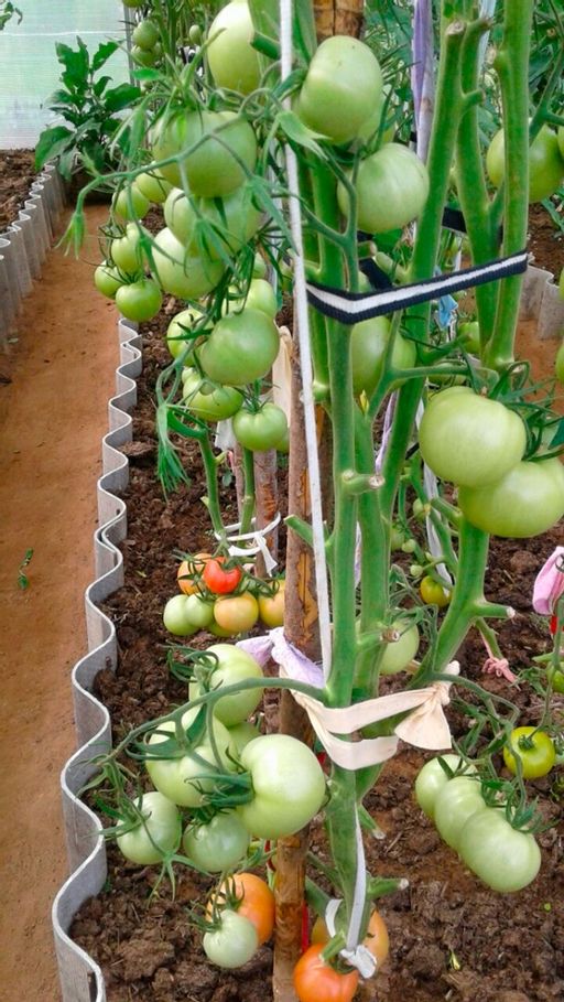 Томат ГЕРМАН F1 - Уральский дачник фото 12