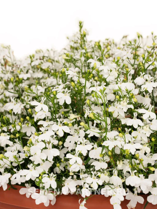 Лобелия ампельная Регатта Уайт - Партнер фото 4