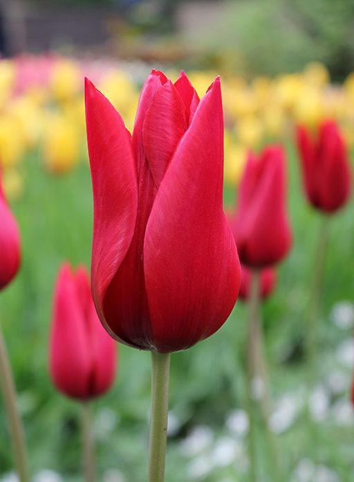 ТЮЛЬПАН Питер де Люр Разбор 11/12 Кол-во 
 упак., шт 8