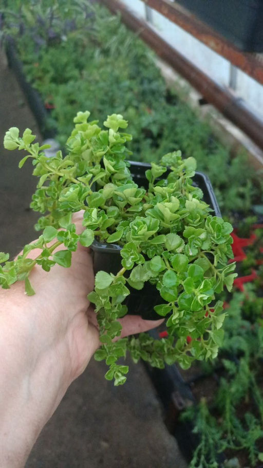 Пилея Депресса - 1000корней фото 2