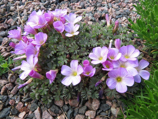 Оксалис железистолистный - Долина роз фото 6