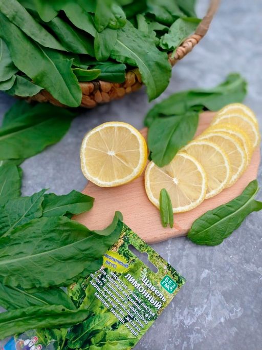 Щавель ЛИМОННЫЙ - Уральский дачник фото 2